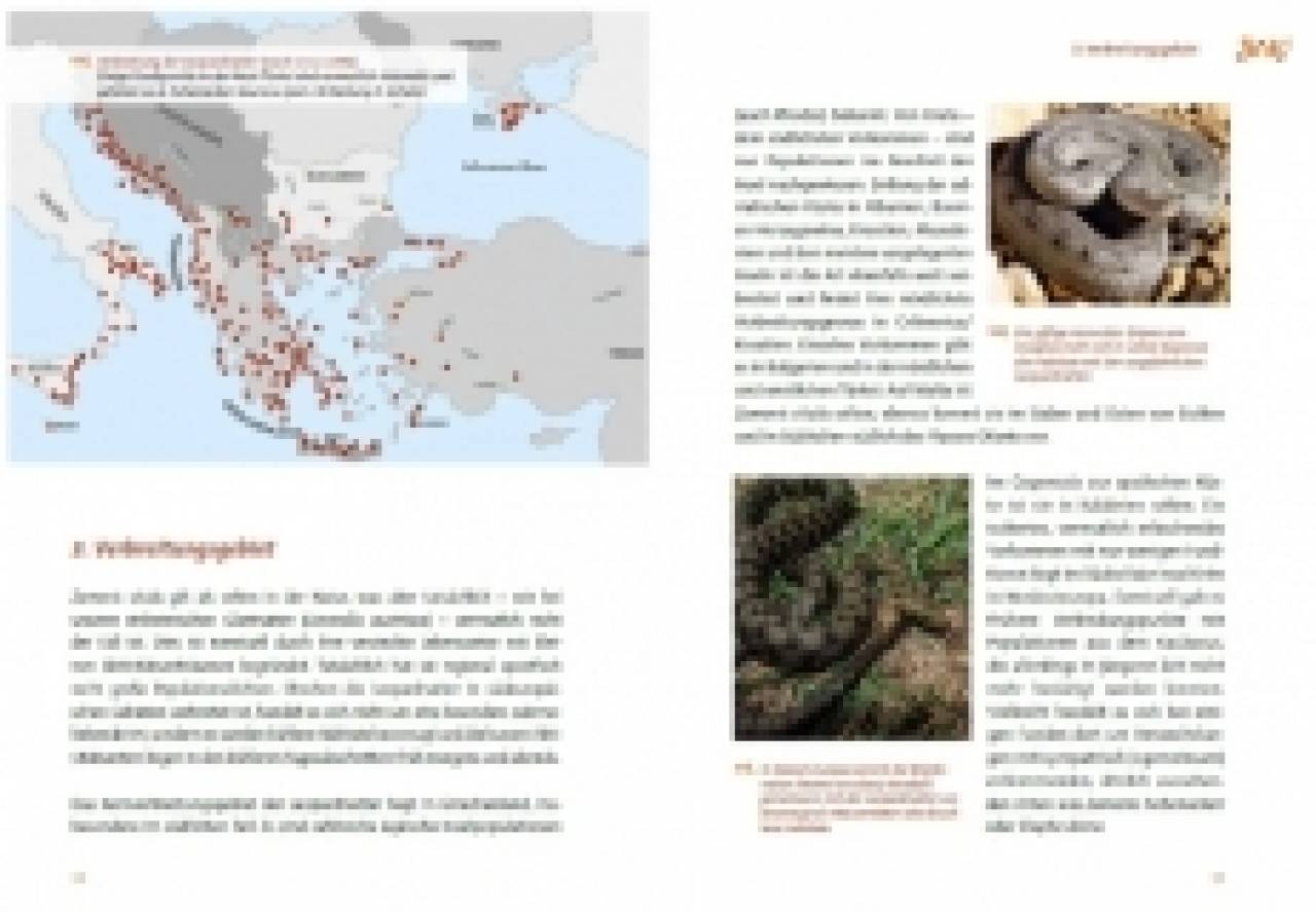 Die Leopardnatter Zamensis situla